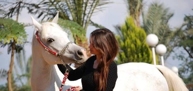 Élevage de Purs Sang Arabes en Bretagne