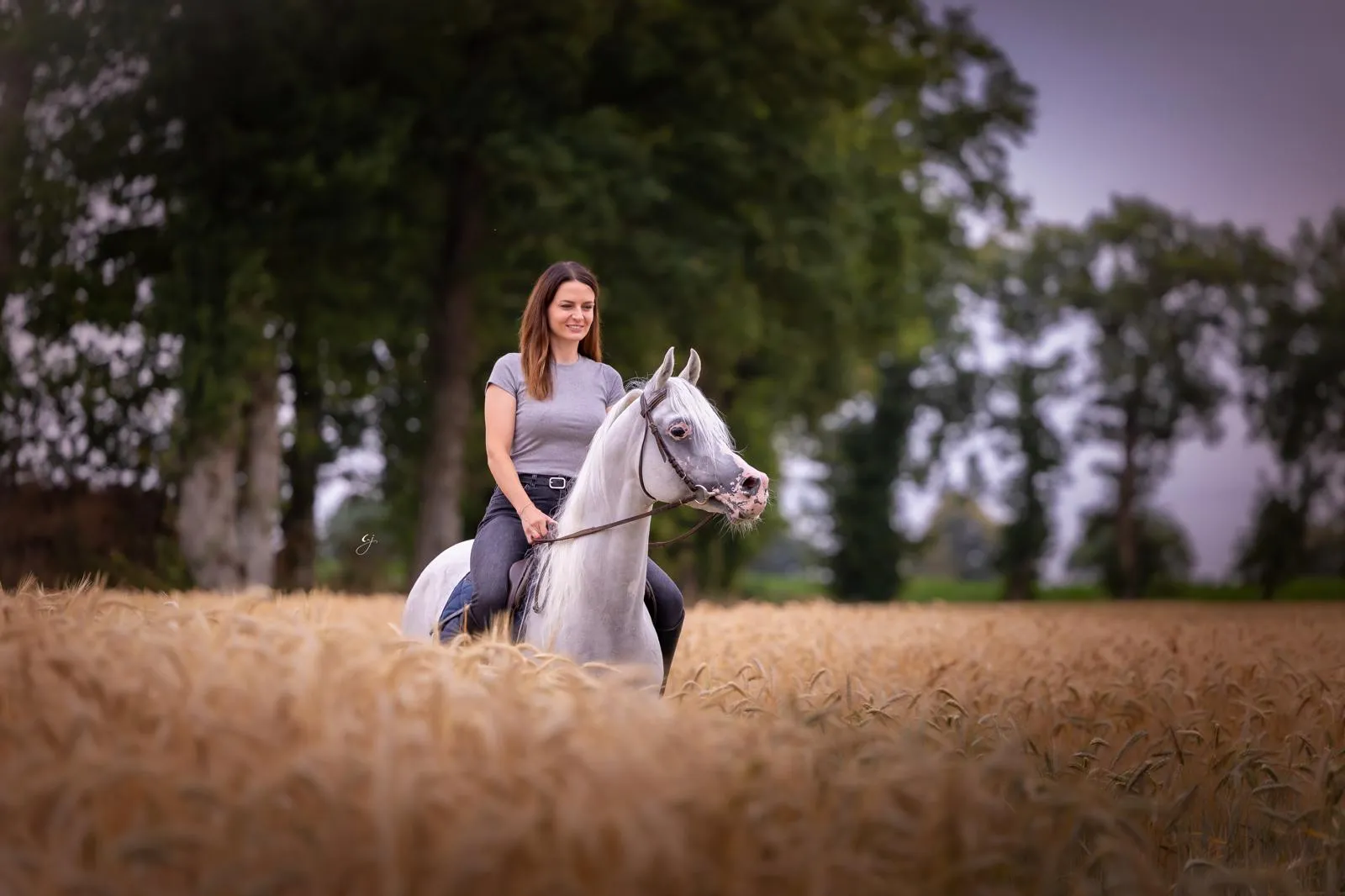 Laetitia Collet à cheval sur une jument arabe grise dans un champ de blé