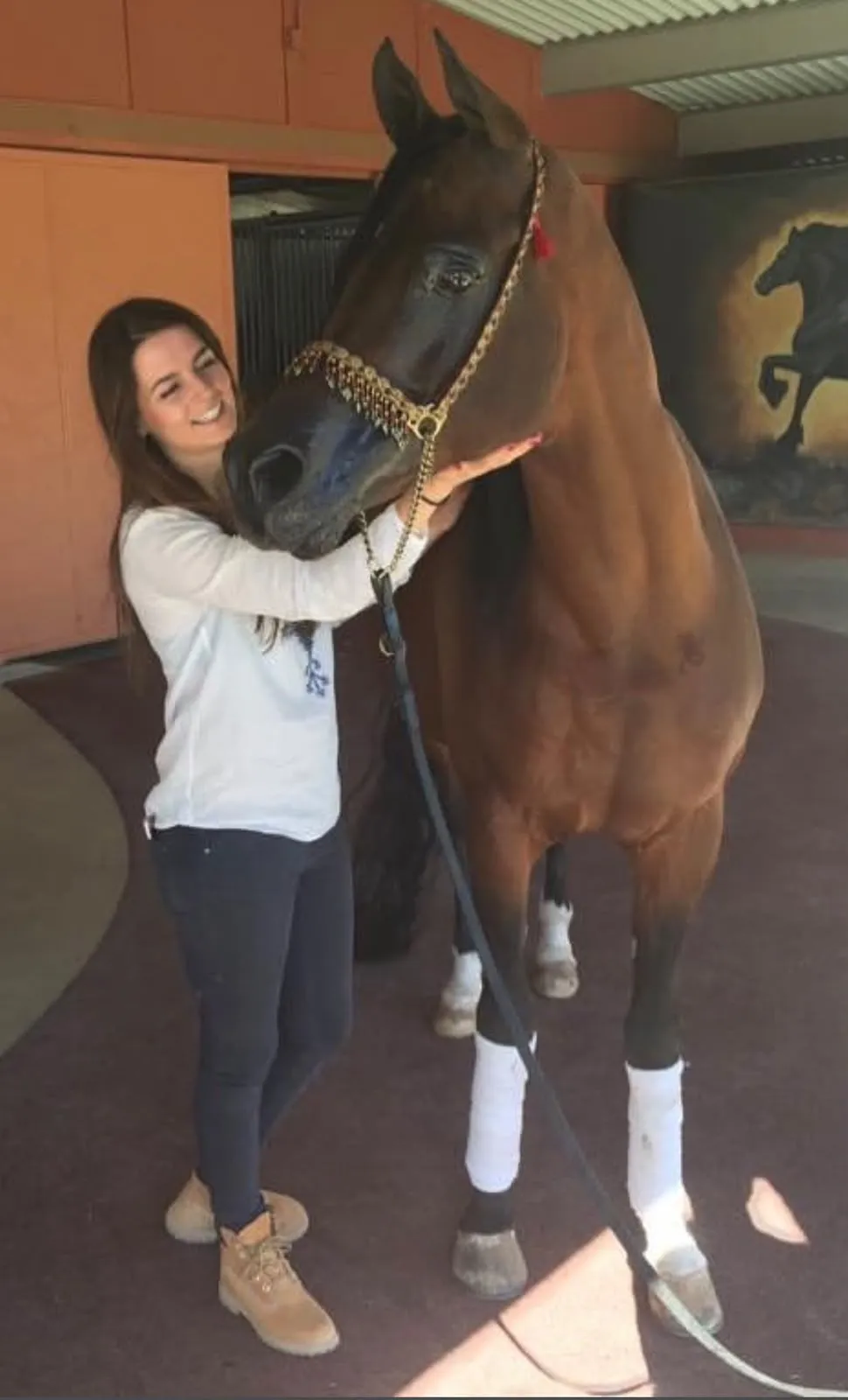 L'étalon pur-sang arabe Da Vinci FM à Scottsdale