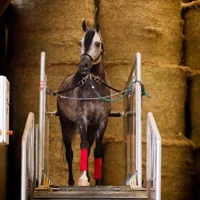 Cheval pur-sang arabe préparé pour la présentation en concours