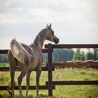 Jument pur-sang arabe grise au paddock